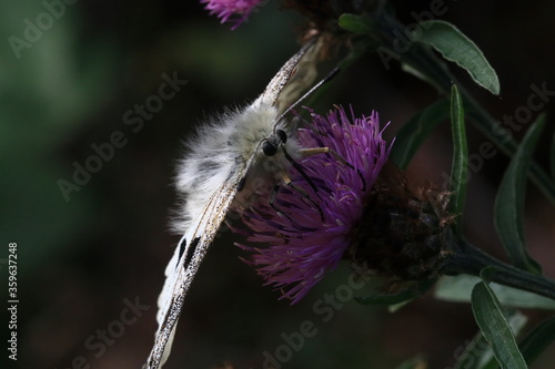 Red Apollo (Parnassius apollo)