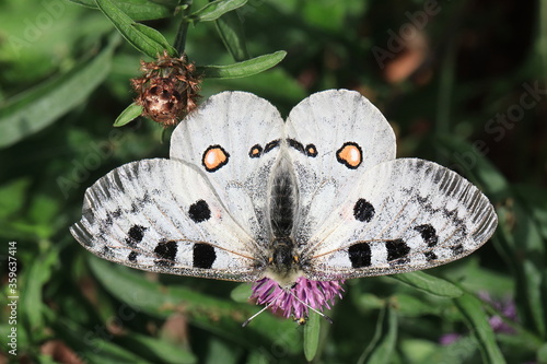 Red Apollo (Parnassius apollo)