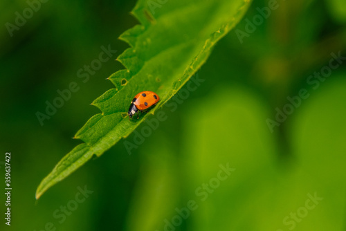 ladybug on green leaf © awomir