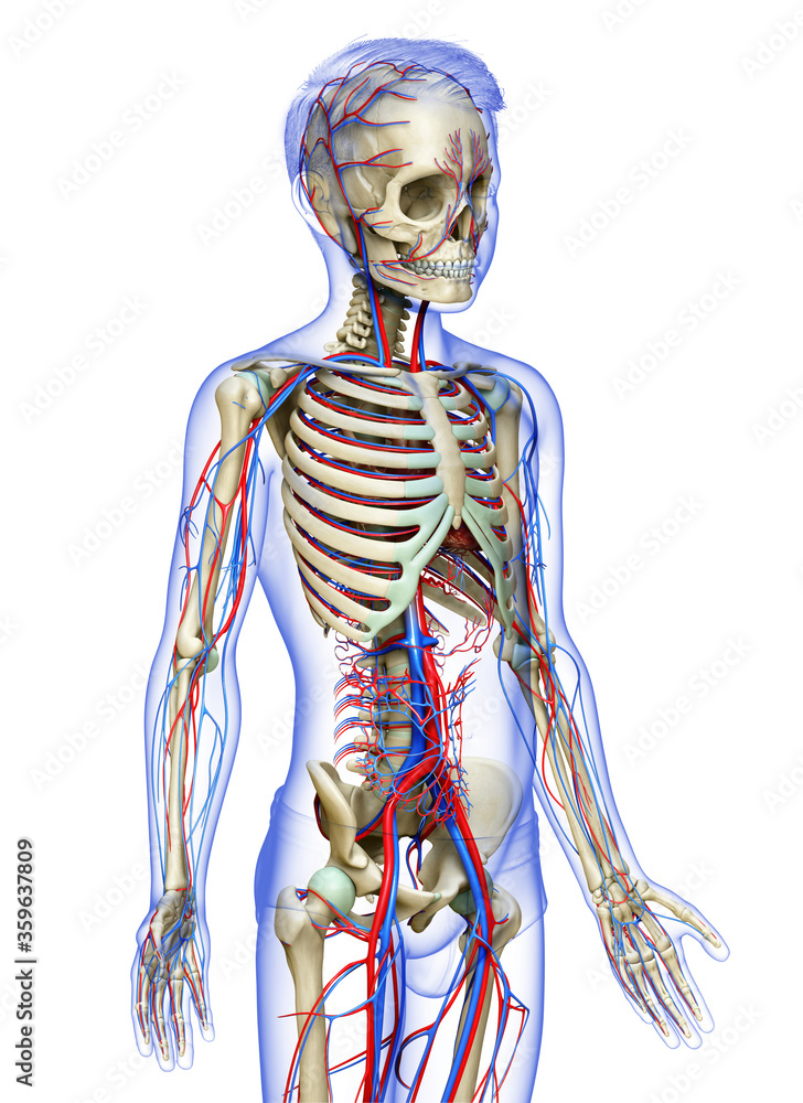 3d rendered medically accurate illustration of the boy circulatory and skeleton system