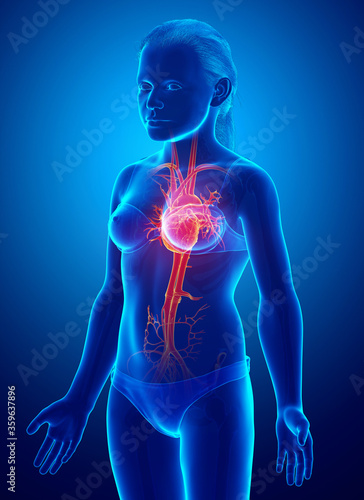 3d rendered medically accurate illustration of highlighted orange young girl heart anatomy