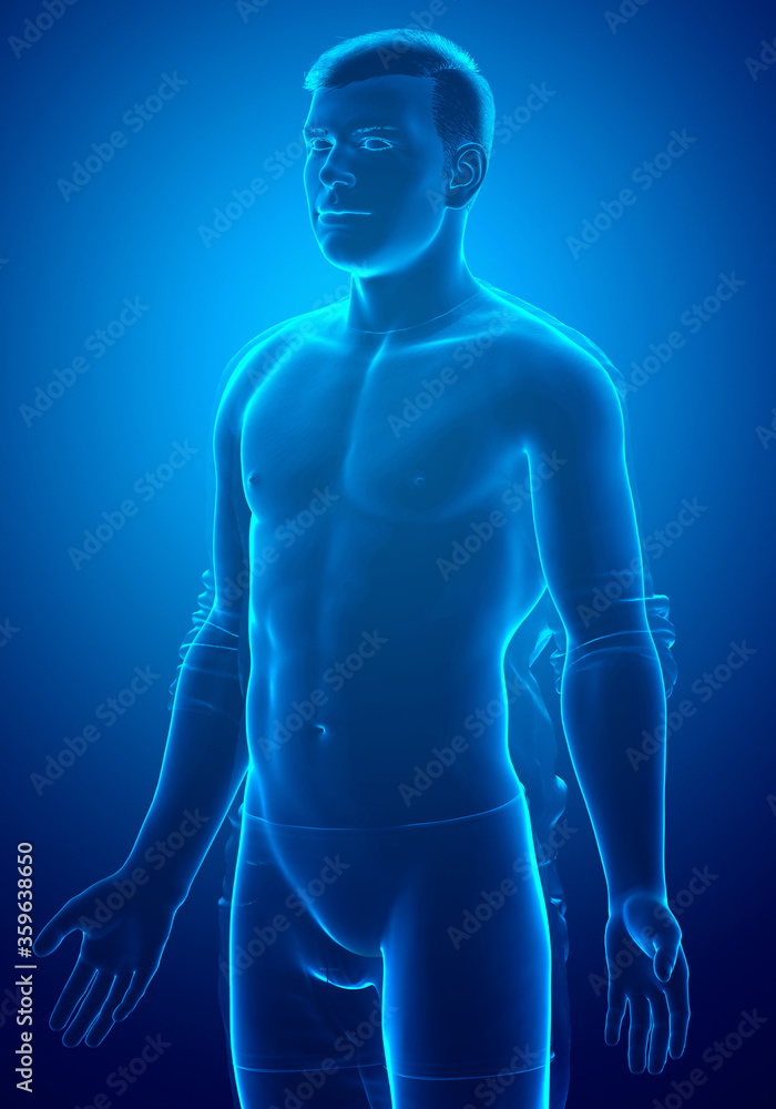 3d rendered illustration of the male body 3d rendered illustration of the male body