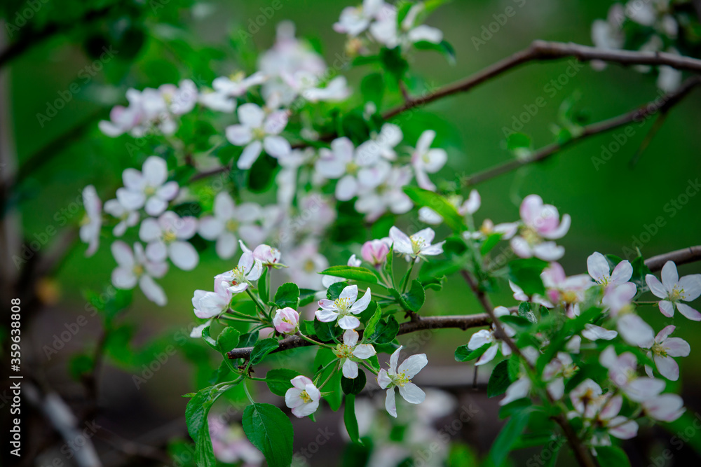 Branches with white flowers in garden on blurred green background Branches with white flowers in garden on blurred green background