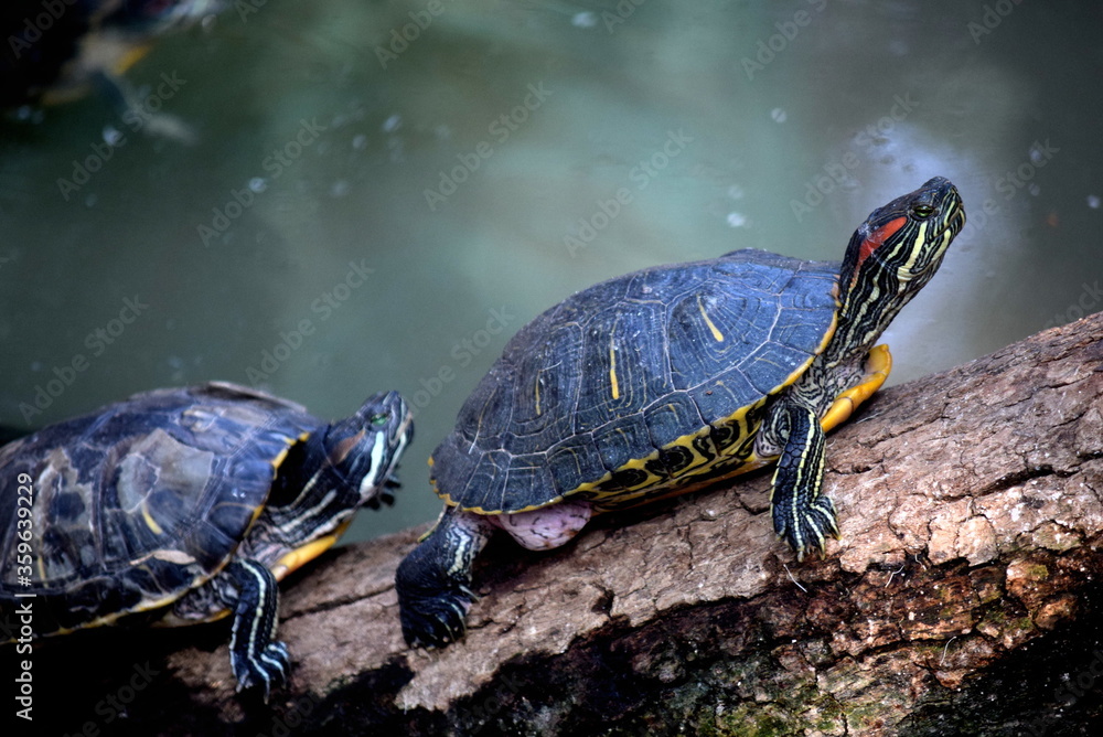 Cute red eared slider turtle on the wood Cute red eared slider turtle on the wood