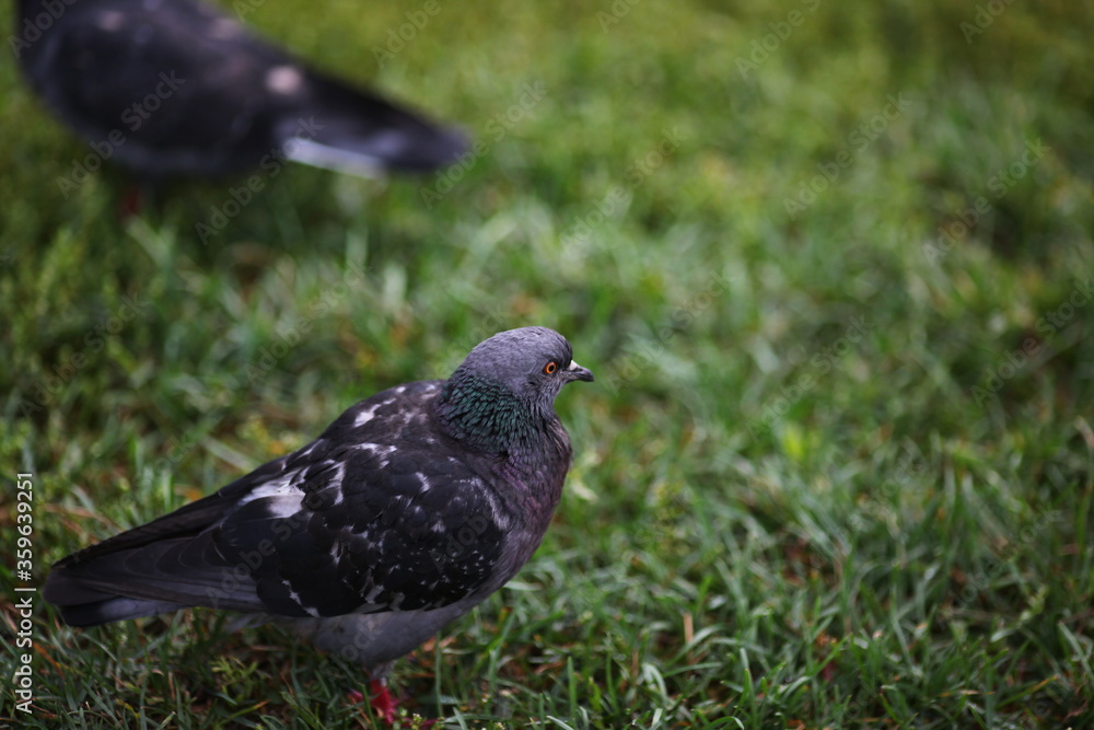 Obraz premium pigeon in the park