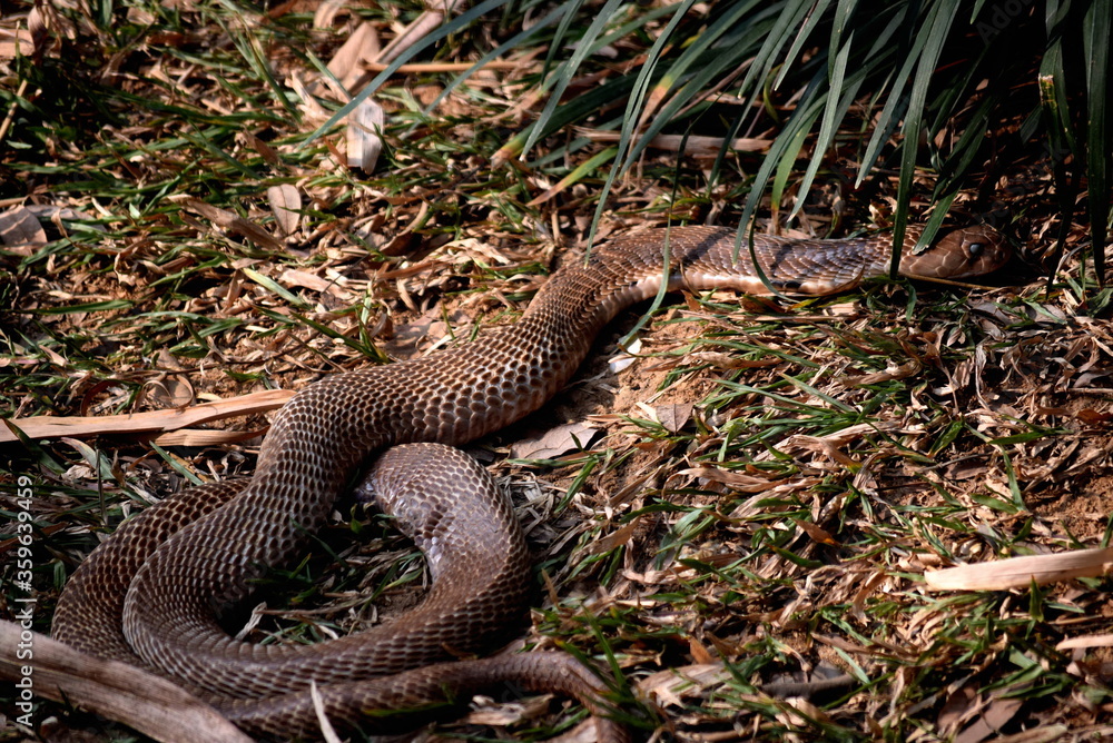 Fototapeta premium scary cobra golden snake in the grass