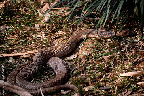 scary cobra golden snake in the grass