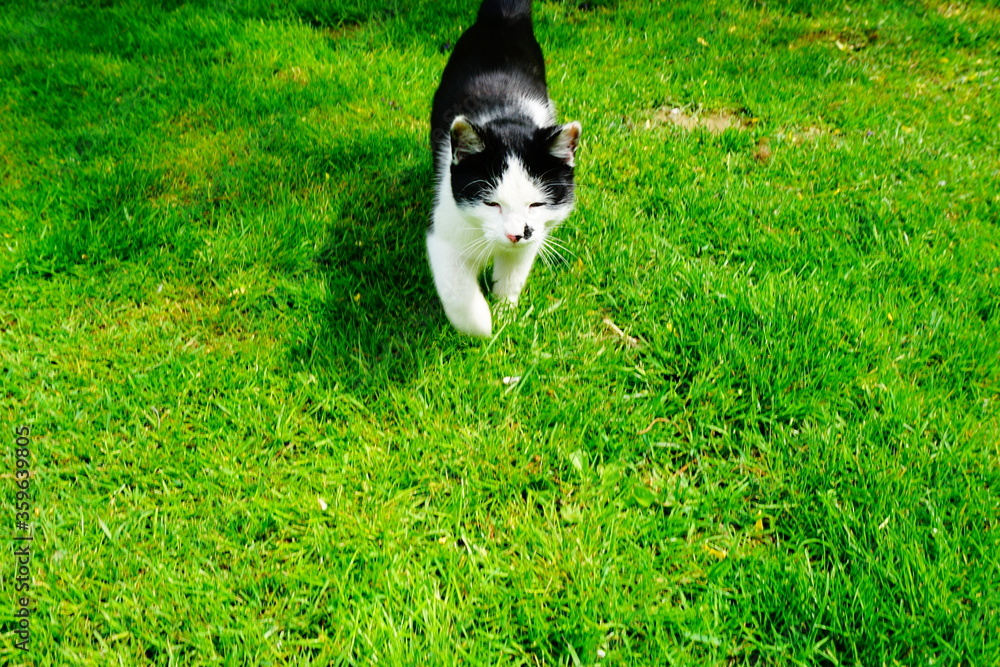 Czarno biały kot na soczyście zielonej trawie - obrazy, fototapety, plakaty 
