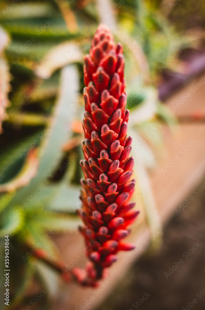 Red flower Red flower
