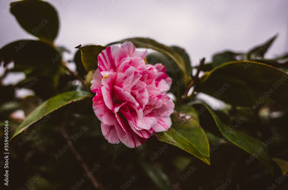 Fototapeta premium Pink flower in the garden