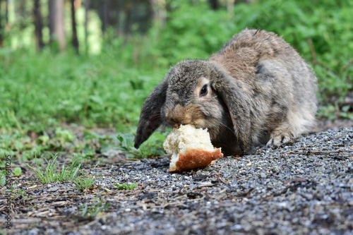 Foto Gray rabbit eating a crust of bread in a pine forest