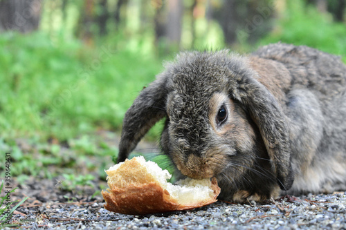 Canvastavla Gray rabbit eating a crust of bread in a pine forest