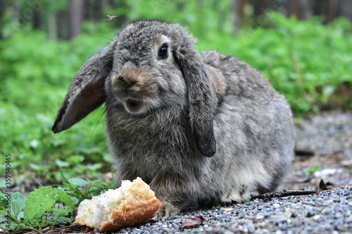 Fotografia Gray rabbit eating a crust of bread in a pine forest