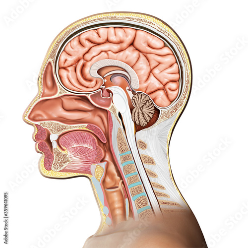 3d rendered, medically accurate illustration of Cross section of female head