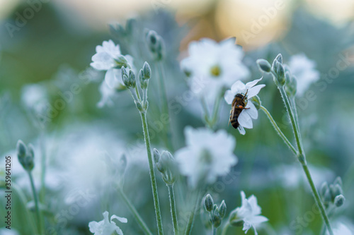 Floristics, botany concept - delicate bee on little white flowers from lower macro angle against background of sunset with soft focus copy space. Closeup of Stellaria holostea L family Caryophyllaceae photo