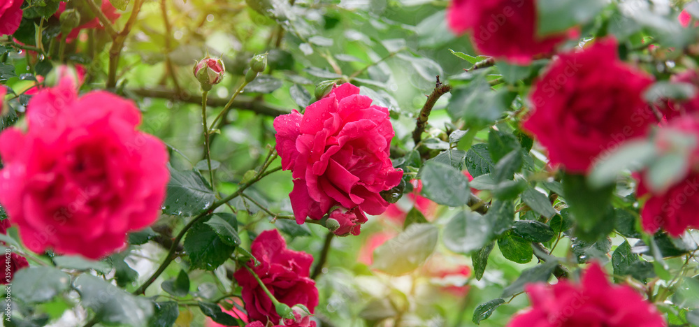 rose bush flowers during blossoming after rain rose bush flowers during blossoming after rain