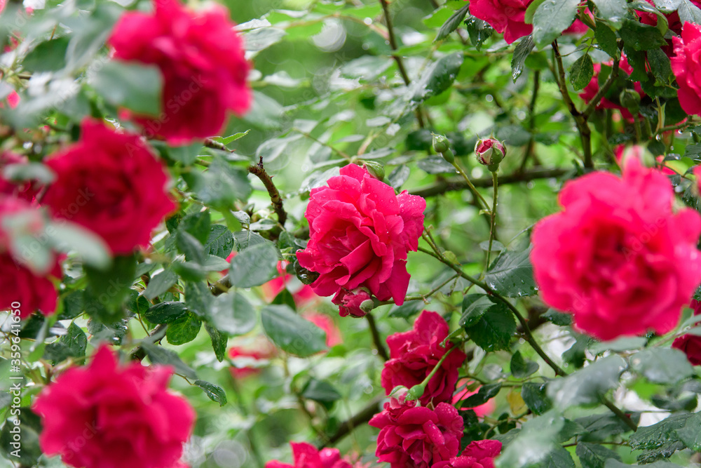 rose bush flowers during blossoming after rain rose bush flowers during blossoming after rain
