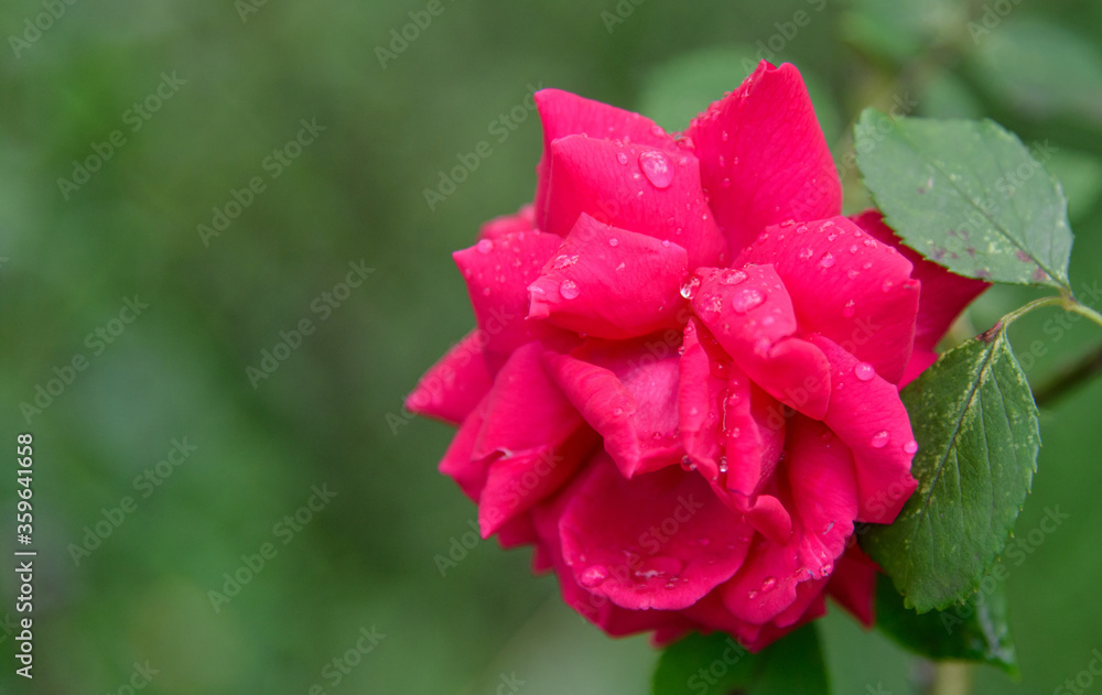rose bush flowers during blossoming after rain rose bush flowers during blossoming after rain