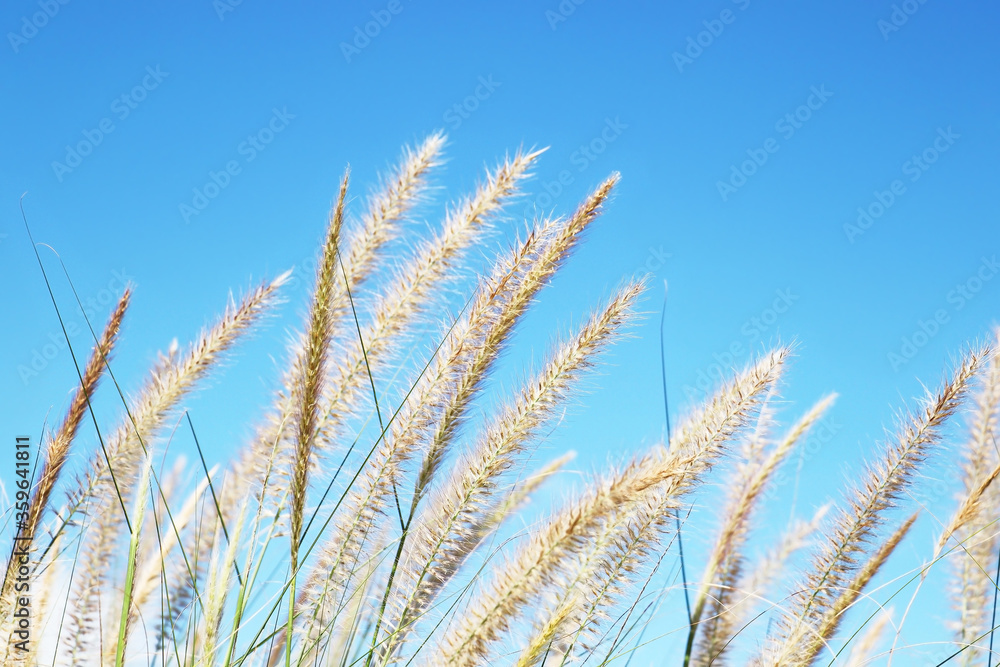 Fountain grass or Imperata cylindrica beauv of feather grass with blue sky Fountain grass or Imperata cylindrica beauv of feather grass with blue sky