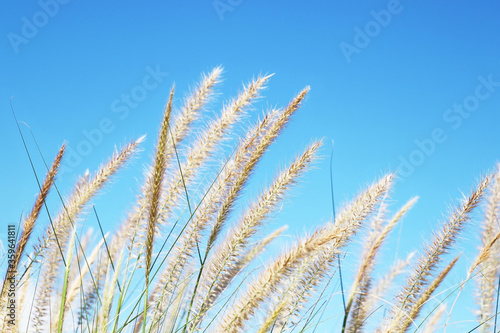 Fountain grass or Imperata cylindrica beauv of feather grass with blue sky