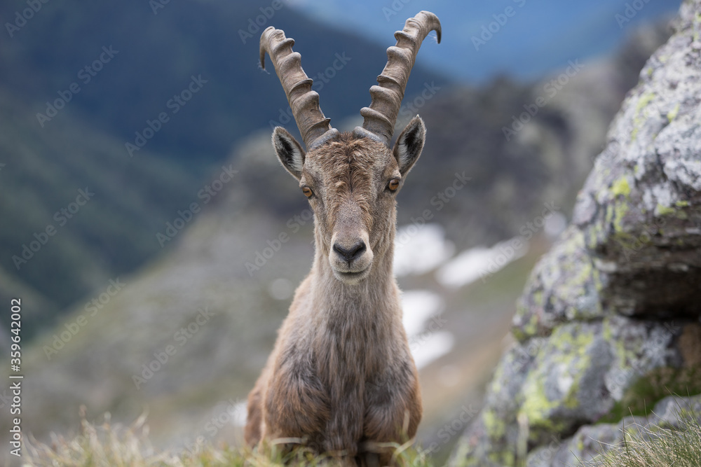 a portrait of ibex
