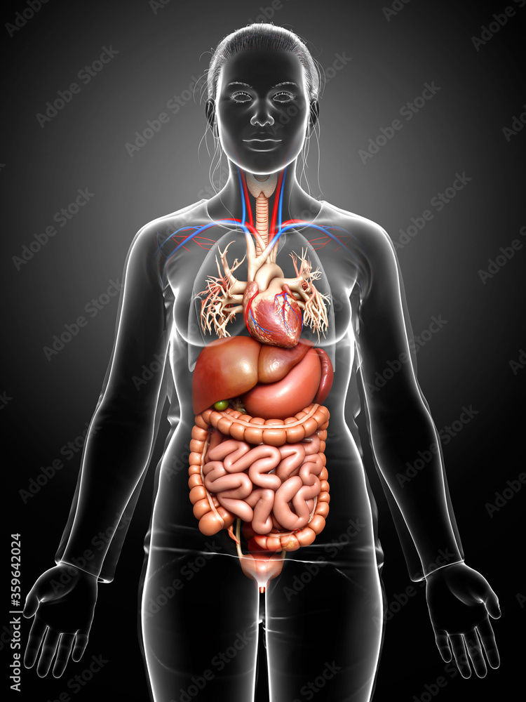 3d rendered medically accurate illustration of female Digestive System