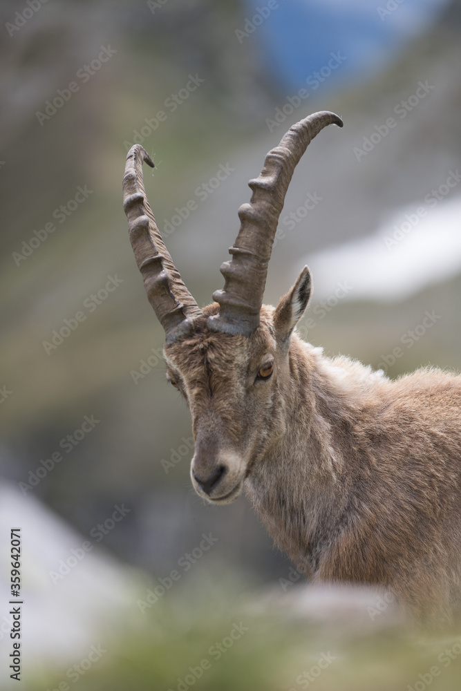 a portrait of ibex