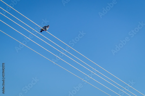 A pigeon sitting on telephone lines with the blue sky as a background.