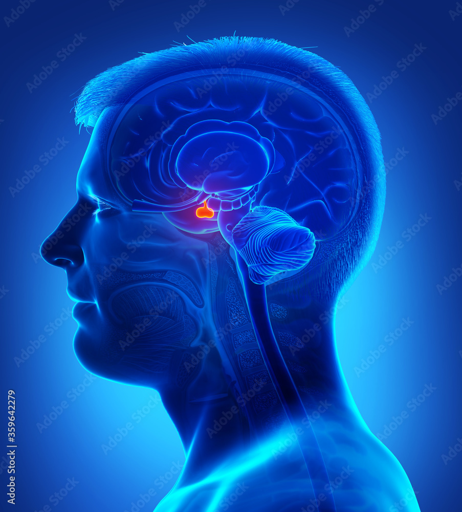 3d rendering medical illustration of a male Brain anatomy PITUITARY ...