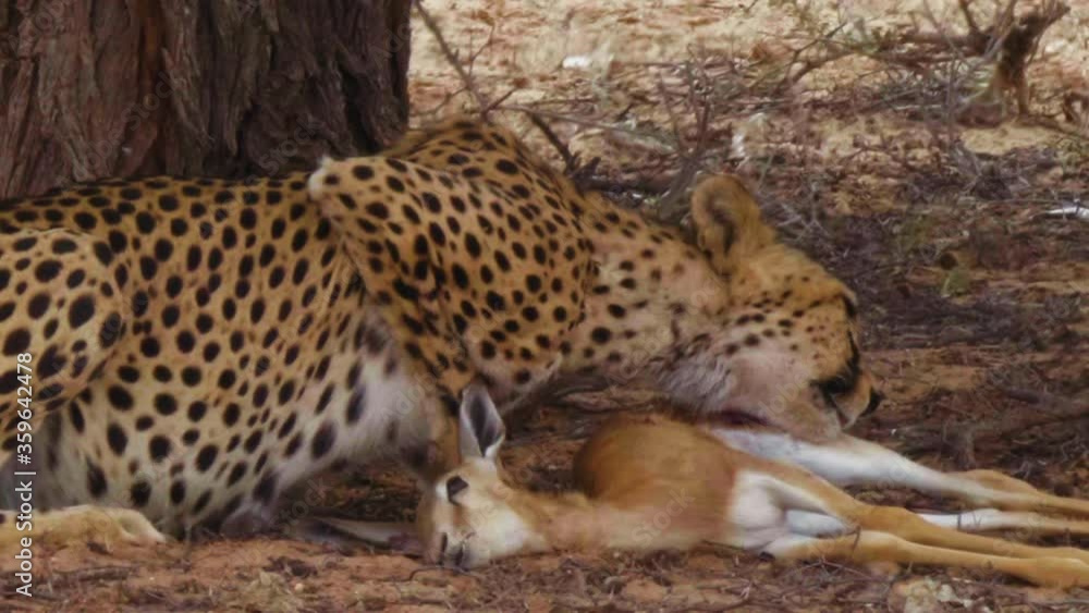 Cheetah Devouring A Fresh Kill Springbok In The Blistering Heat Of The Day In Kalahari Desert, South Africa.- medium shot Cheetah Devouring A Fresh Kill Springbok In The Blistering Heat Of The Day In Kalahari Desert, South Africa.- medium shot
