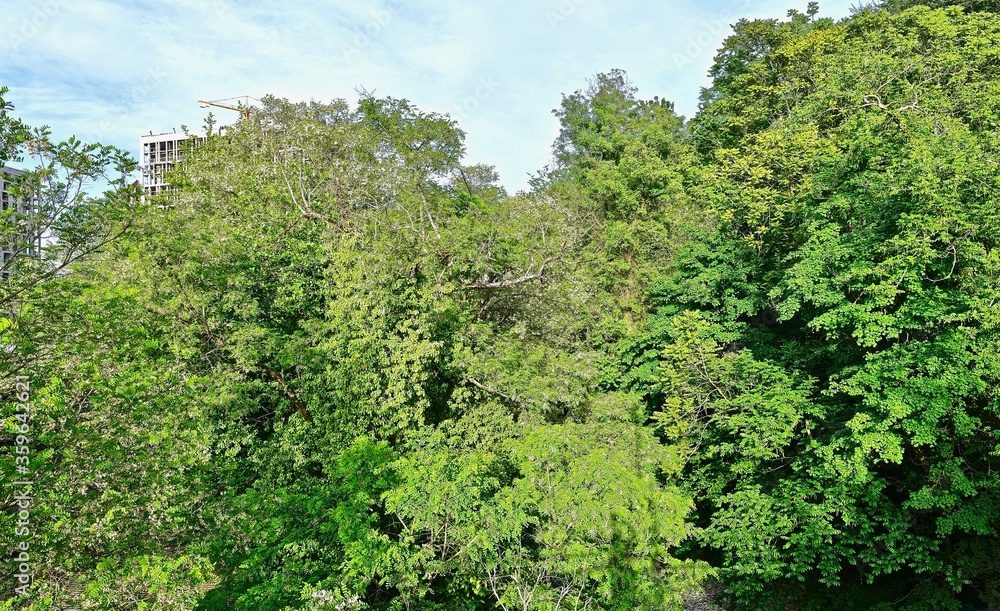 crowns of trees and shrubs with dense foliage
