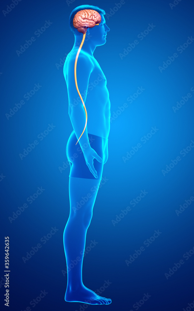 3d rendered medically accurate illustration of a male brain 3d rendered medically accurate illustration of a male brain