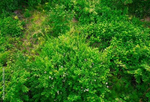 crowns of trees and shrubs with dense foliage