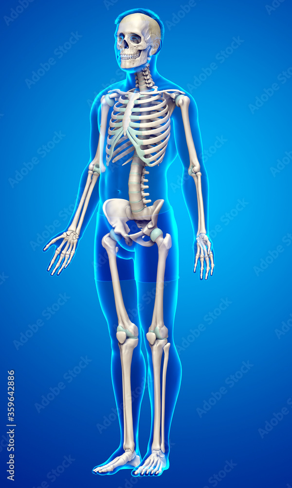 3d rendered, medically accurate illustration of a male skeleton system 3d rendered, medically accurate illustration of a male skeleton system