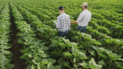 Rear view of two farmers talking while walking through a green field of young sunflowers, examining plant growth