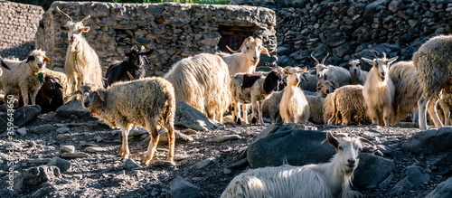 Goat and Sheep farming in Karsha village, India. photo