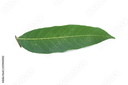 Longan leaves isolated on white background.