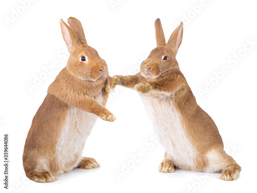 Vászonkép Two bunnies stand on their hind legs isolated on a white background