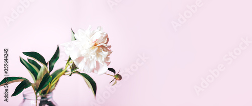 Beautiful delicate peony on a pink background  flower bloom  March 8  mother s day  birthday present