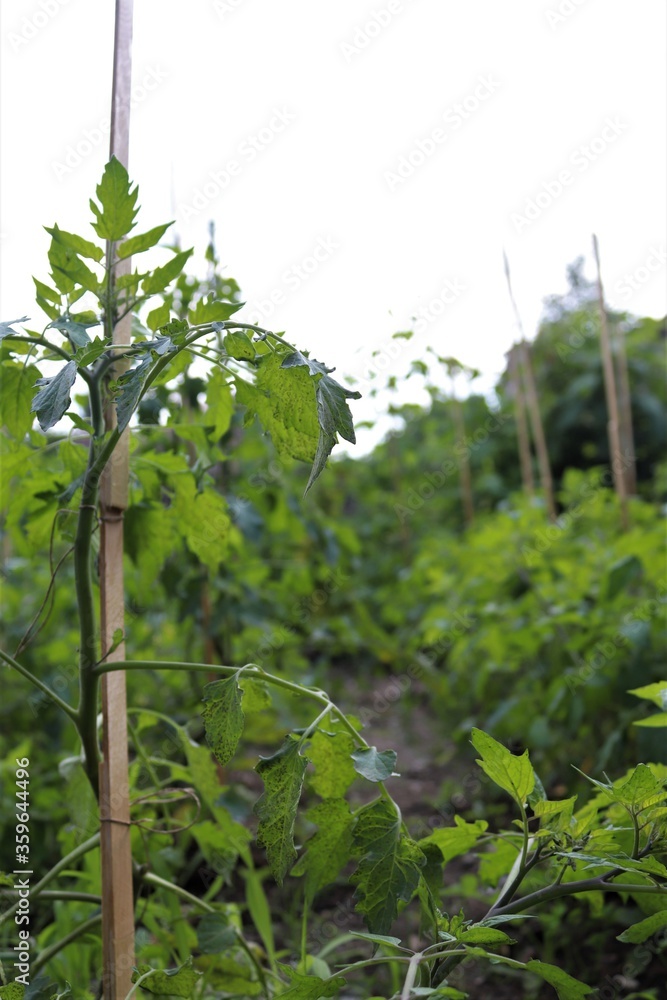 Obraz premium tomato plant