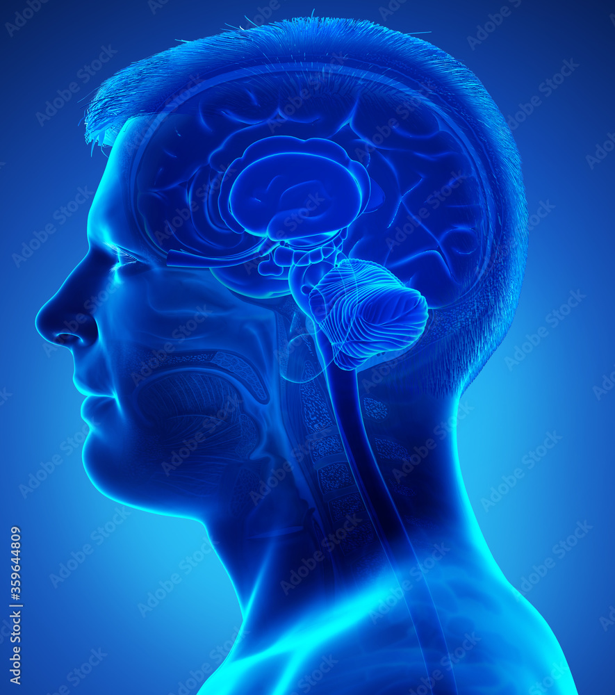 3d rendered medically accurate illustration of a male brain anatomy ...