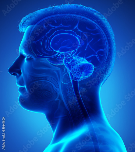 3d rendered medically accurate illustration of a male brain anatomy photo