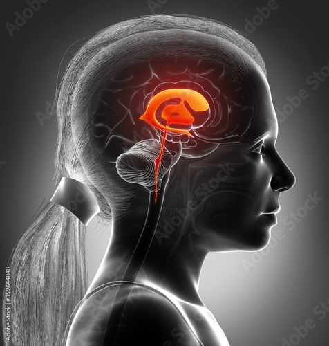 3d rendering medical illustration of a girl Brain Ventricles anatomy photo