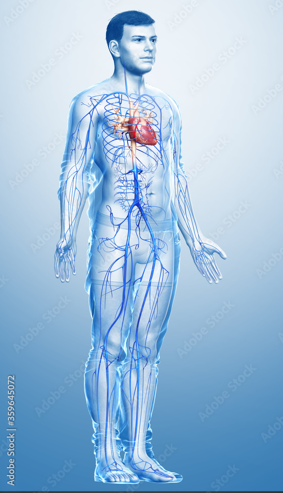 3d rendered medically accurate illustration of a male Veins anatomy 3d rendered medically accurate illustration of a male Veins anatomy