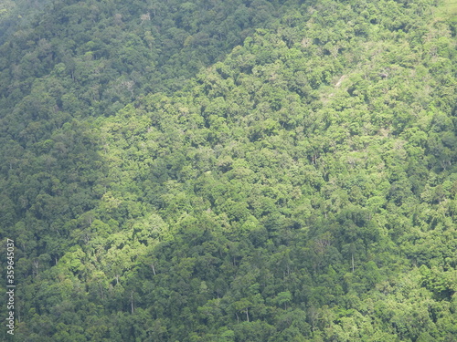 Rain Forest, Nilgiris