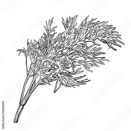 Foto A sprig of dill isolated on a white background