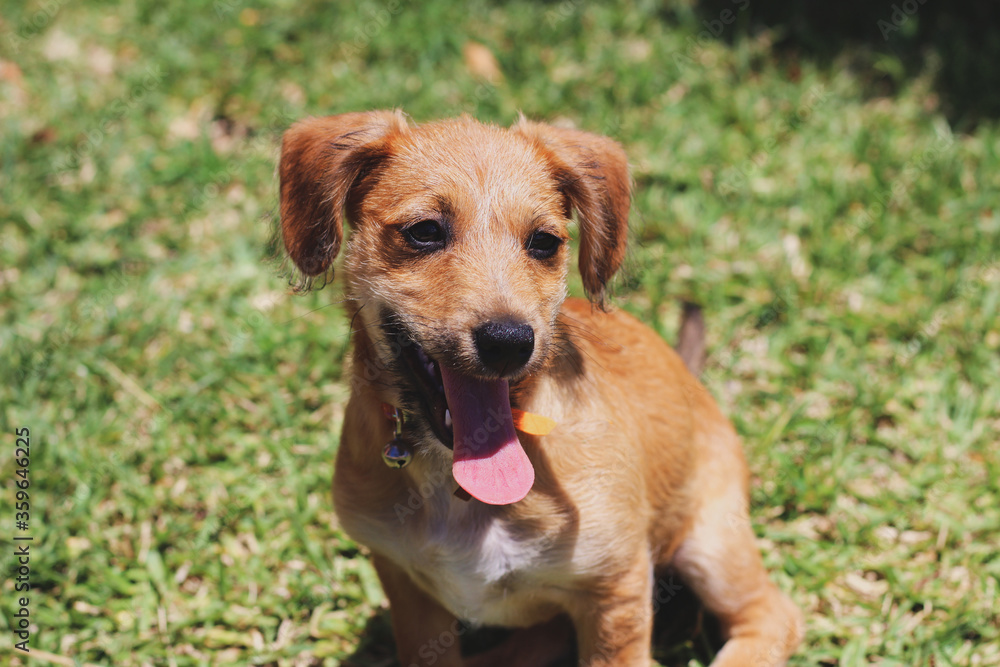 cute dog sit with open mouth looking away and tongue out with grass in the background, pet cute dog sit with open mouth looking away and tongue out with grass in the background, pet