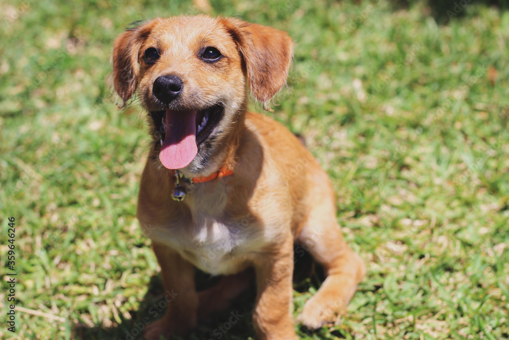 dog with open mouth looking up and tongue out with grass in the background