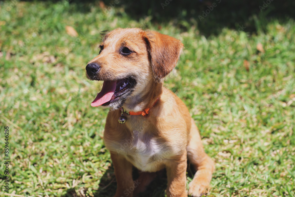sitting dog with open mouth looking away with grass in the background sitting dog with open mouth looking away with grass in the background