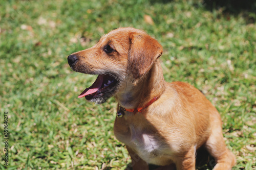 pet dog with open mouth looking away with grass in the background